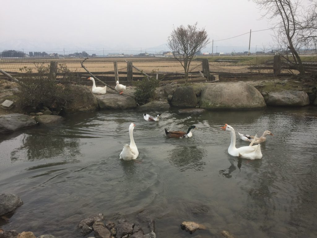 庭にはアヒルさんがでかいとおるちゃ