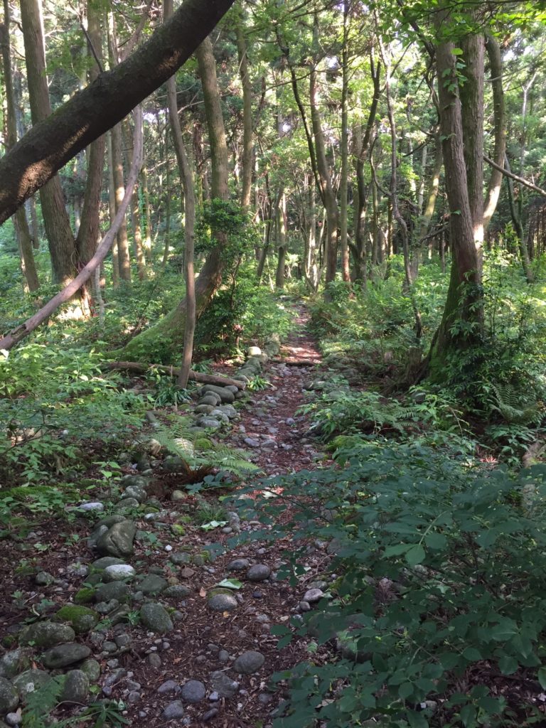 天然記念物に指定されとる沢スギやちゃ